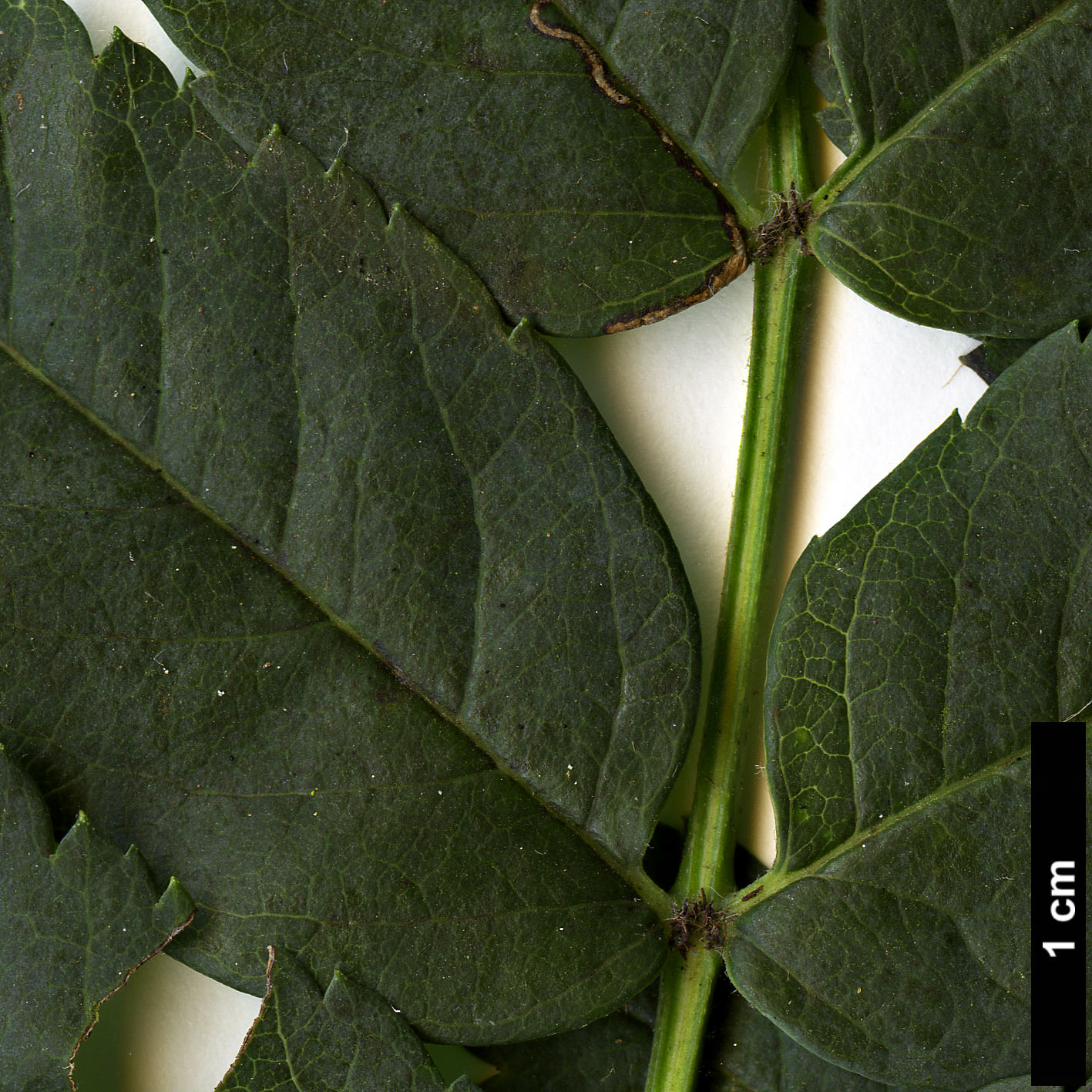 High resolution image: Family: Rosaceae - Genus: Sorbus - Taxon: aucuparia - SpeciesSub: subsp. maderensis